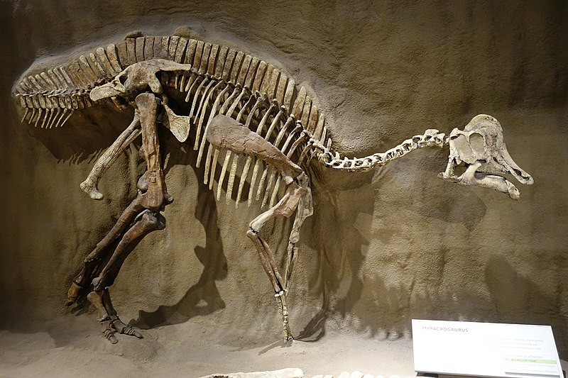 Skeletal mount of Hypacrosaurus altispinus, incorporating both original bones and casts. On display at the Royal Tyrrell Museum, Alberta.