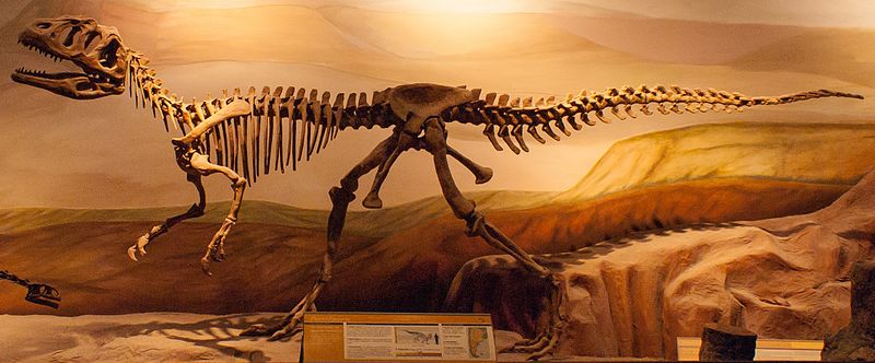 Piatnitzkysaurus skeleton