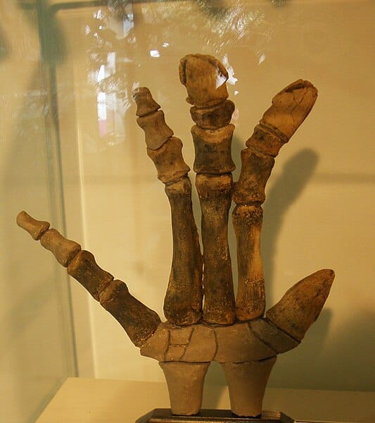 Probactrosaurus hand