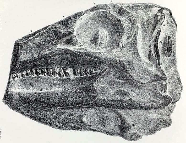 Drawing of the partial Scelidosaurus holotype skull
