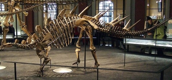 Fossil Kentrosaurus aethiopicus in Museum für Naturkunde Berlin.