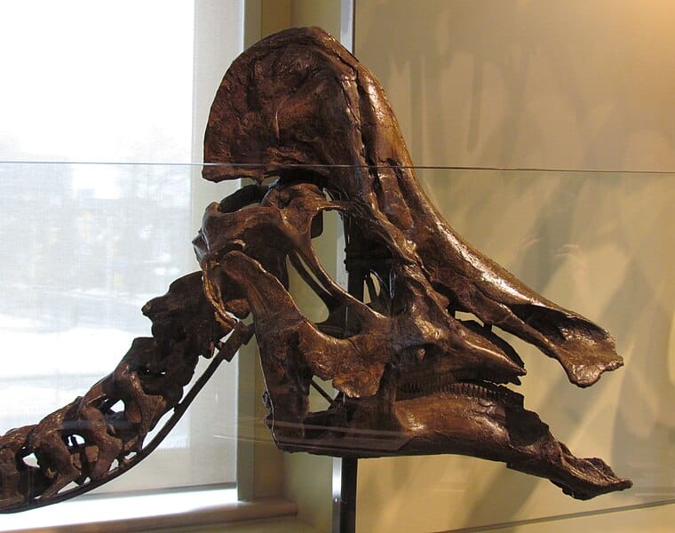 Hypacrosaurus altispinus, skull, Canadian Museum of Nature, Ottawa, Ontario, Canada