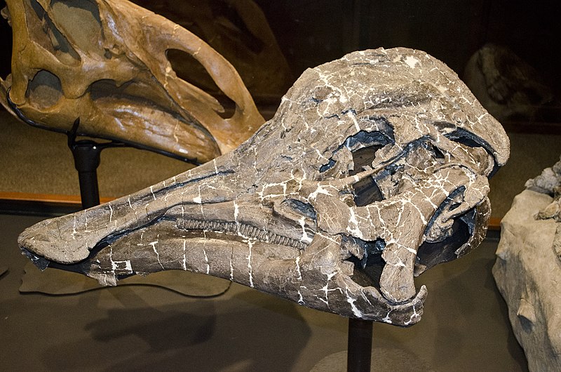 The holotype skull of Hypacrosaurus stebingeri, collected in Glacier County, Montana