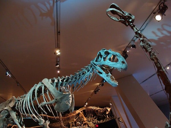 Mounted Majungasaurus and Rapetosaurus