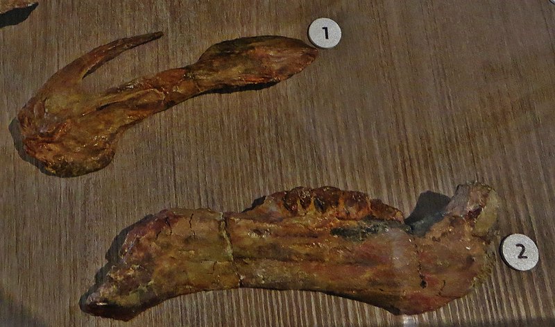 Probactrosaurus skull mandible