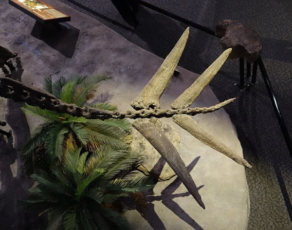 Hesperosaurus tail spikes (cast), on display at the Museum of Ancient Life, Utah.