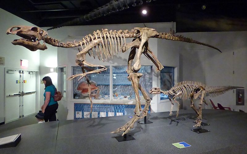 Probactosaurus gobiensis, AZ Museum of Natural History