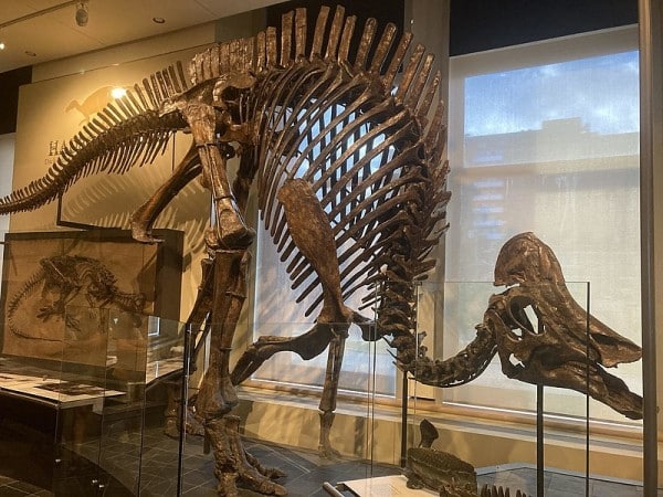 Skeletal mount of H. altispinus at Canadian Museum of Nature