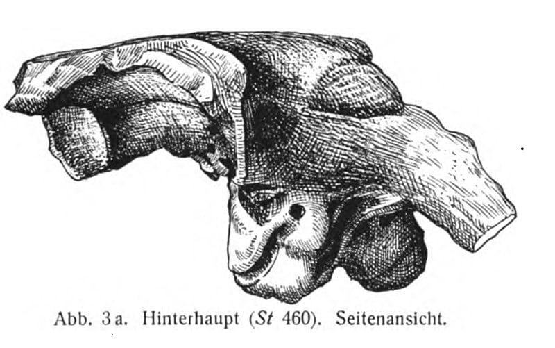 Braincase of Kentrosaurus in lateral view.