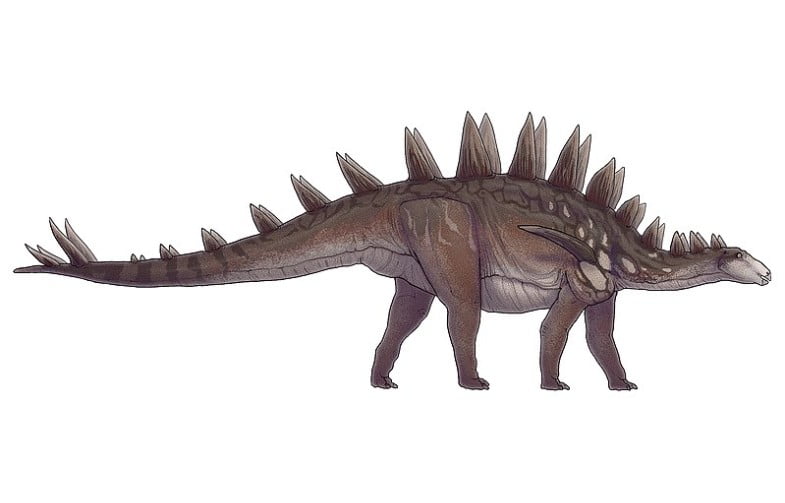 Tuojiangosaurus by Paleocolour