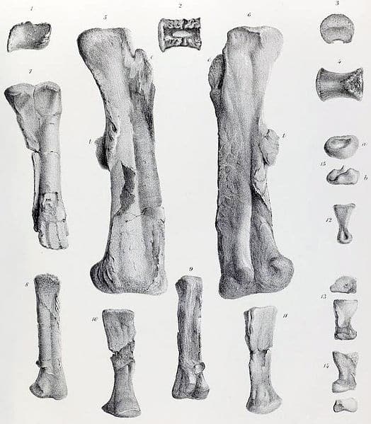 Bones of a juvenile Scelidosaurus.