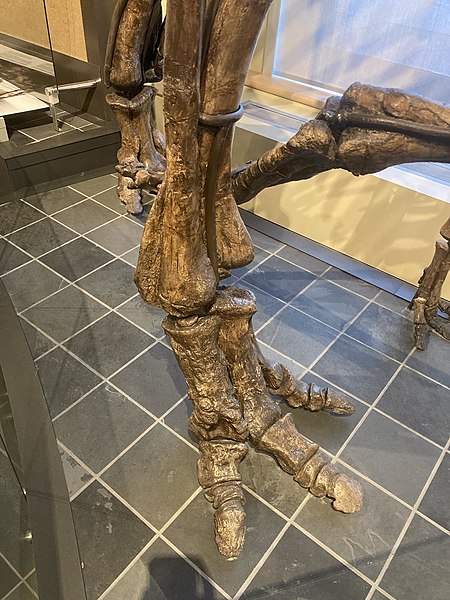 Hindfoot of Hypacrosaurus altispinus at Canadian Museum of Nature