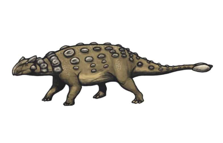 Ankylosaurus by Emily Willoughby