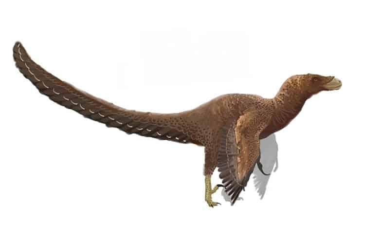 Bambiraptor by PaleoEquii