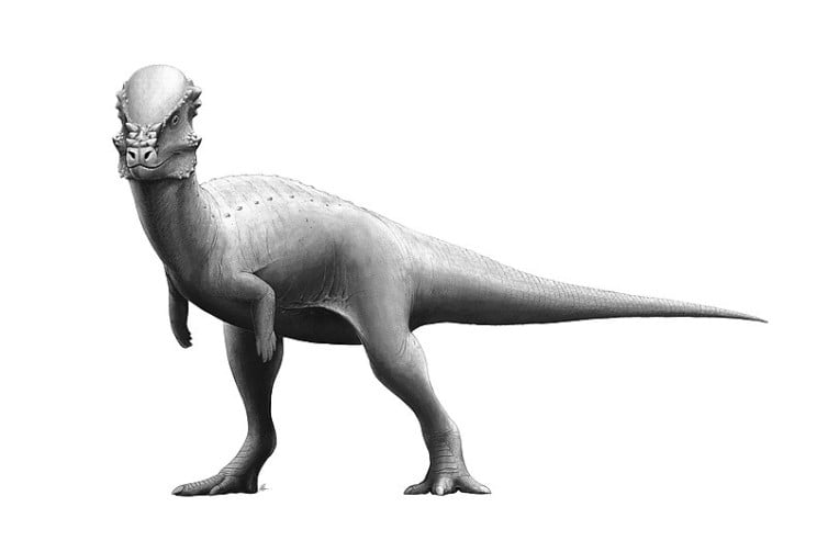 Pachycephalosaurus by Fred Wierum