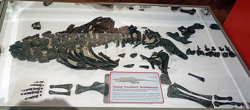 Scelidosaurus remains in Bristol City Museum and Art Gallery.