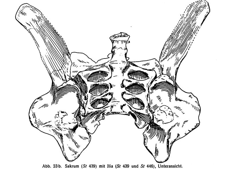Sacrum of Kentrosaurus in ventral view.