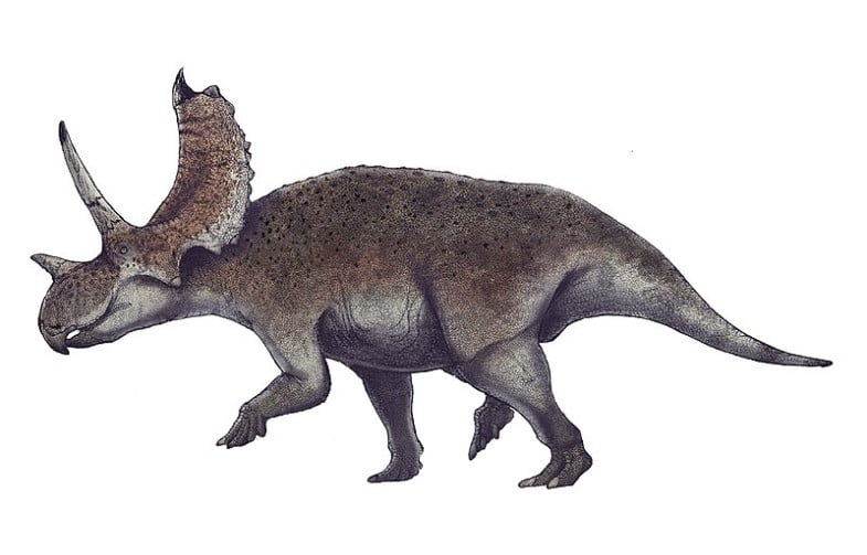Agujaceratops by Kunz & Slater