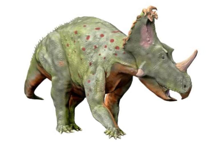Coronosaurus (crowned lizard) is a fascinating dinosaur that lived during the Late Cretaceous period, it was discovered quite recently in Canada.