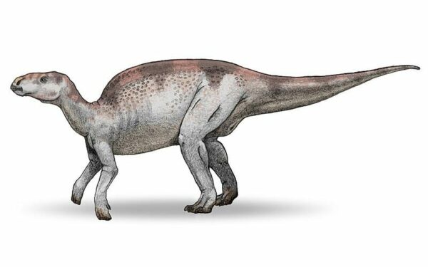 Probactrosaurus | An Early Cretaceous Herbivore Giant