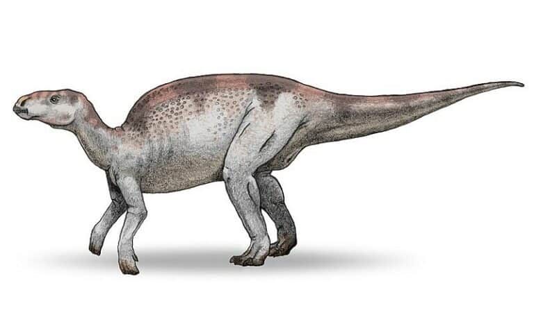 Probactrosaurus | An Early Cretaceous Herbivore Giant