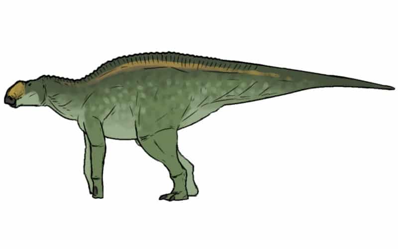 Life reconstruction of Secernosaurus koerneri