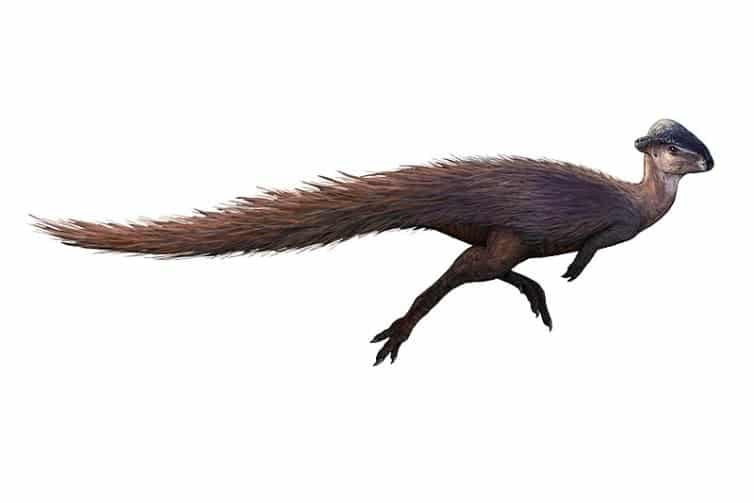 Stegoceras is a fascinating dinosaur from the Late Cretaceous. Explore its origins, key facts, discovery, and its role in the prehistoric ecosystem.