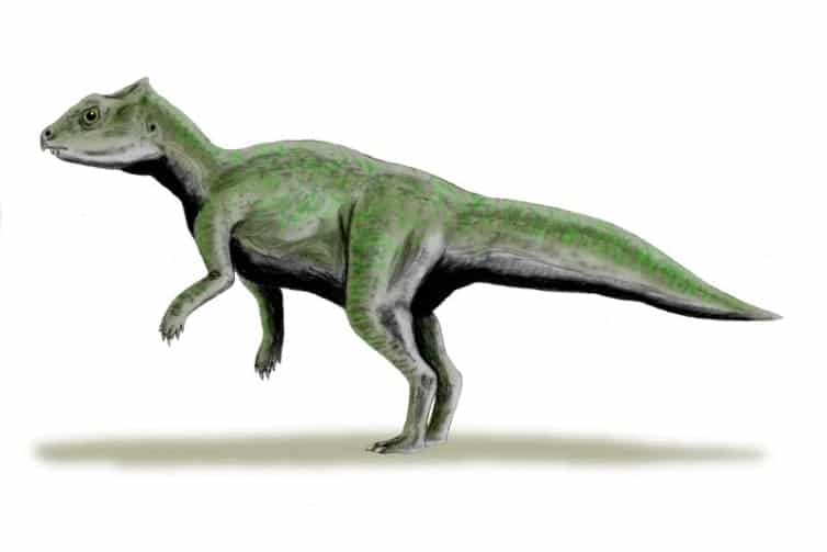 Yinlong is a fascinating dinosaur from the Late Jurassic period. Discover its origins, unique features, and the environment it thrived in.