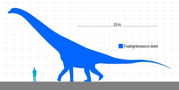 Size of Futalongkosaurus dukei, a giant sauropod from South America.