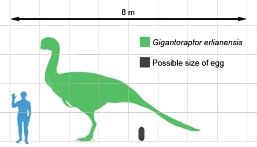 Size chart for Gigantoraptor erlianensis. 
