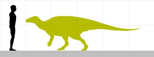 Size comparison between the basal ankylopollexian Hippodraco and a 1.8 m tall man. It is estimated at 4.5 metres (15 ft) long.