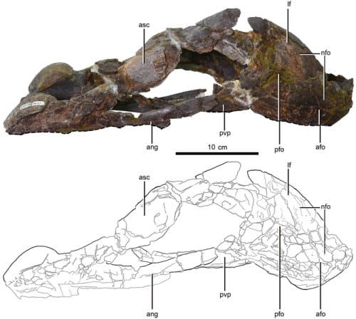 Holotype mandible in right lateral view