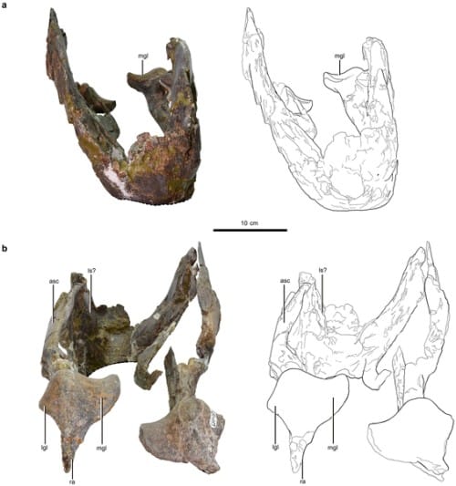 Holotype mandible in lateral, dorsal, anterior and posterior views