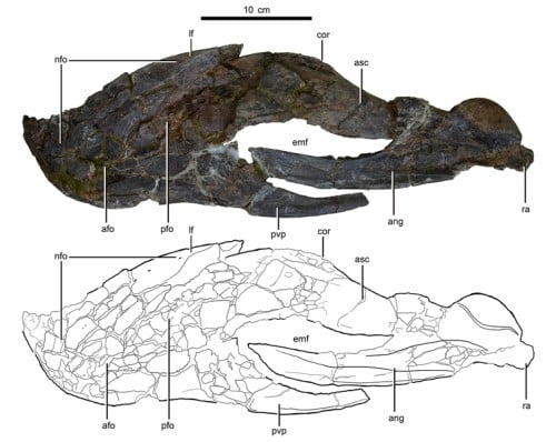 Lower jaw of the holotype