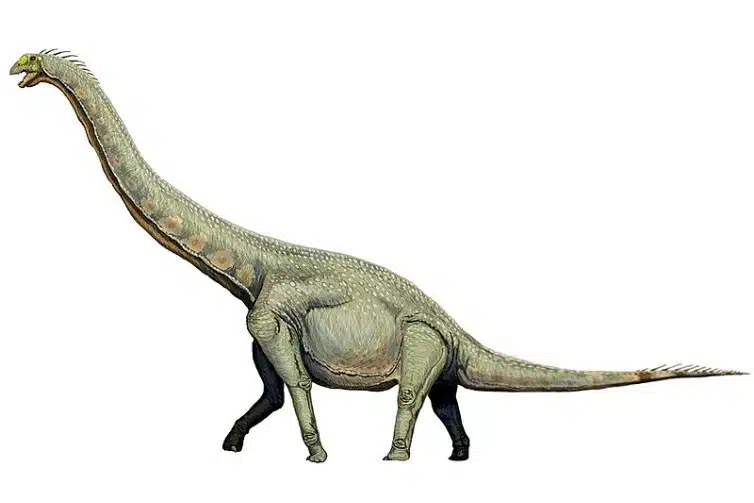 Illustration of Euhelopus, a large sauropod dinosaur from the Early Cretaceous period. This herbivorous dinosaur is depicted with a long neck and tail, and a robust body. Euhelopus is shown in a quadrupedal stance, emphasizing its massive size and distinctive features.