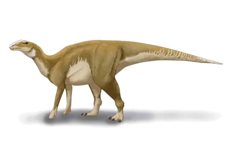 Hadrosaurus by Audrey.m.horn