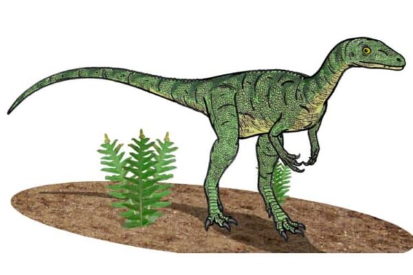 Latin Raptor Names Eoraptor | A Glimpse into the Triassic Period's Ancient Dinosaur