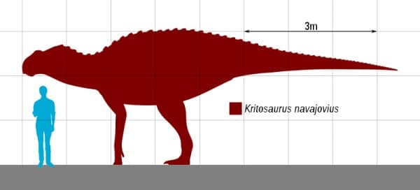 Size comparison of Kritosaurus navajovius.