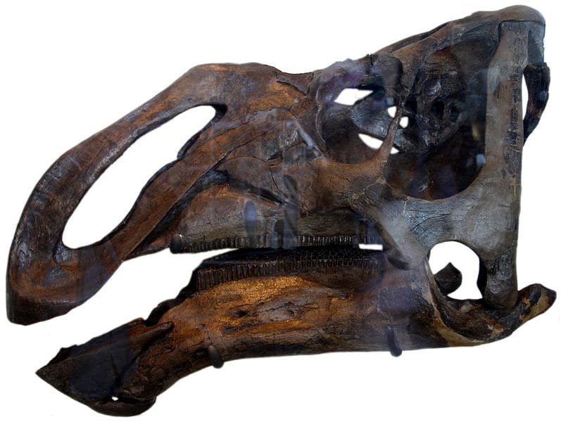 K. navajovius holotype skull, AMNH