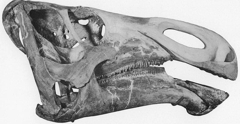 Barnum Brown's initial flatheaded reconstruction of the skull of K. navajovius, 1910