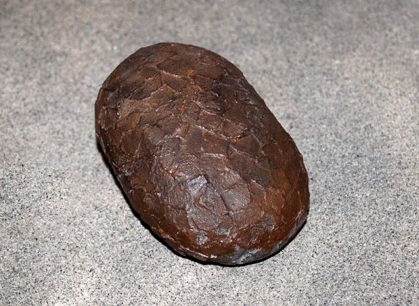 Kritosaurus egg (cast), on display at the Civico Museo di Storia Naturale di Genova