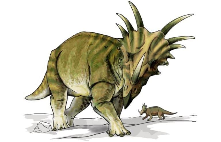 Styracosaurus by LadyofHats