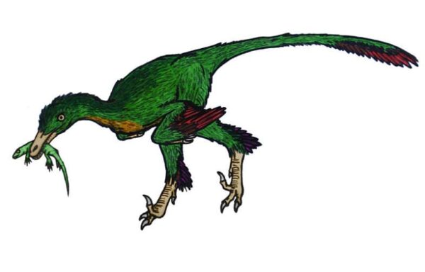Latin Raptor Names Buitreraptor | The Vulture Raider from the Late Cretaceous