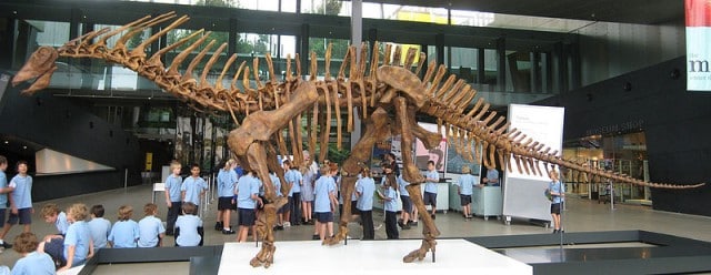 Amargasaurus skeleton