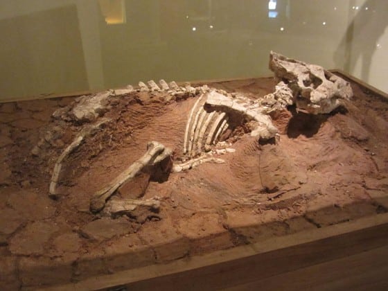 Auroraceratops fossils