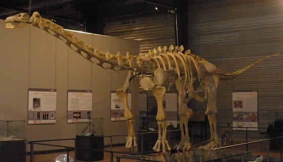 Ampelosaurus Skeleton