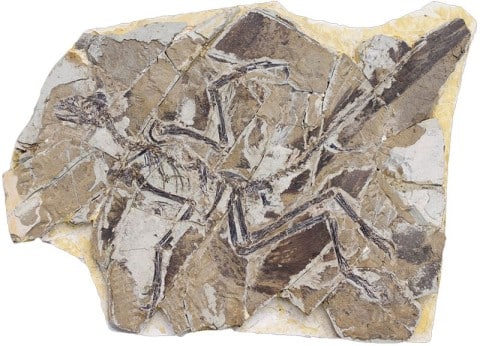 Anchiornis fossil