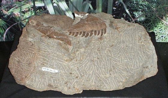 Atrociraptor fossil