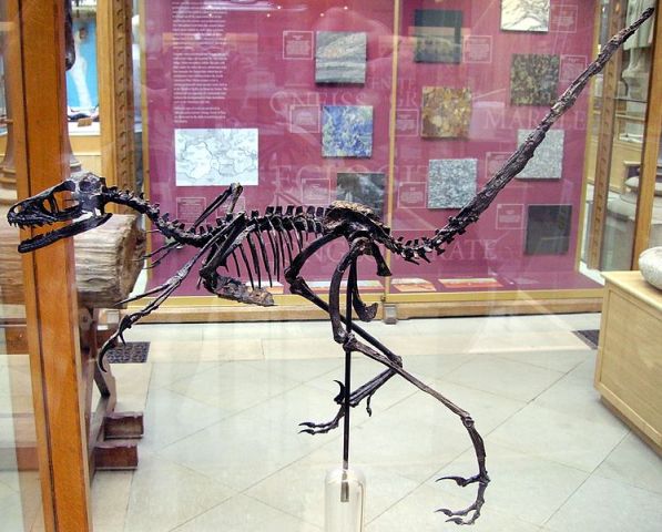 Bambiraptor skeleton