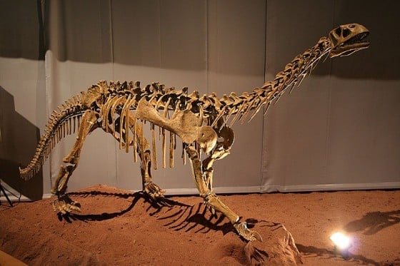 Bellusaurus skeleton